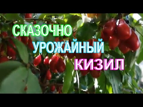 Видео: УРОЖАЙНЫЕ СОРТА КИЗИЛА "КОРАЛЛОВЫЙ МАРКА" И "СВЕТЛЯЧОК".ЧАСТЬ 2.