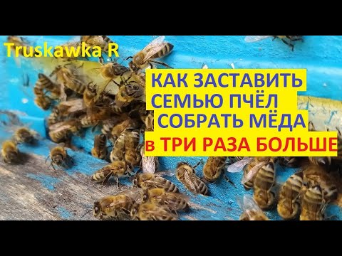 Видео: На сколько больше даст семья мёда при интенсивном содержании, в сравнении с классическим.