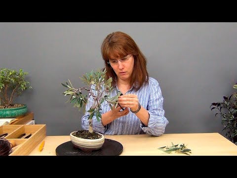 Видео: Бонсай из оливы (ч.1).