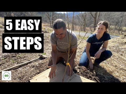 Видео: Как посадить дерево методом пермакультуры