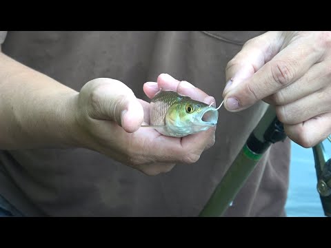 Видео: Кузнечик+ крючок и удочка= ловля в жару