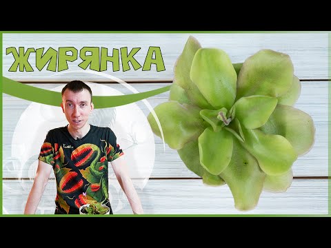 Видео: Представляем - Жирянку!