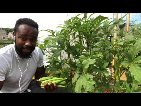 Видео: Советы по выращиванию бамии
