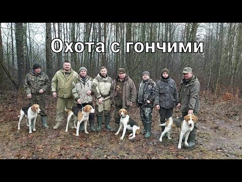 Видео: Охота с гончими