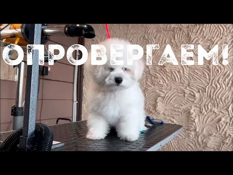 Видео: Нельзя стричь щенка бишона фризе? Заблуждение! Первая стрижка с 2-3 месяцев,нюансы груминга малышей.