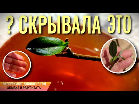 Видео: ГОД ЭКСПЕРИМЕНТИРОВАЛА С ЭТИМ И СКРЫВАЛА! МЕДУЗОМИЦЕТ ДЛЯ ОРХИДЕЙ! МОЖНО, ЕСЛИ ЗНАТЬ КАК! ПРОВЕРЕНО!