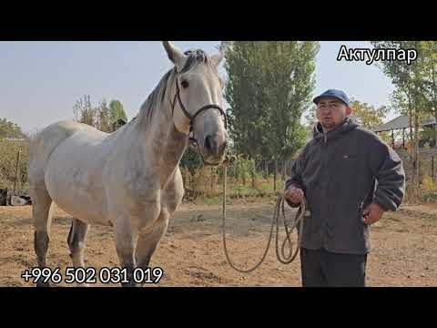 Видео: Бүгүн 20 октябр Уйуру Тамай Ат Сатуга чыкты Легендарлуу Фантастиктин Баласы Сатылат Өзу 8 жашта #hor