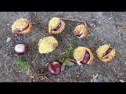 Видео: Чем полезен конский каштан.