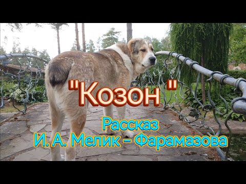 Видео: Рассказ о Туркменском Алабае