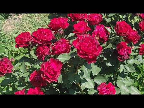 Видео: Розы цветут без меня. Скучаю❣️❣️❣️.