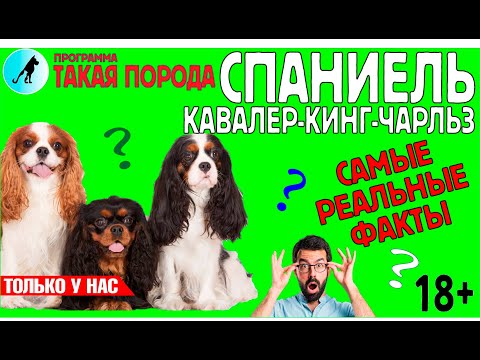 Видео: Такая порода. Кавалер-кинг-чарльз-спаниель