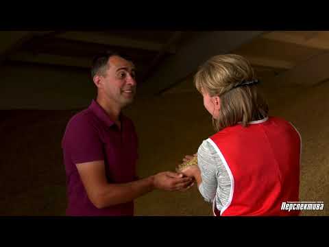 Видео: в СПК «Свислочь» уборочная страда выходит на финишную прямую