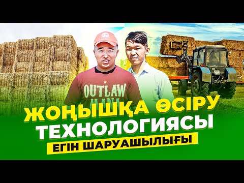 Видео: Бір рет егесің, 7 жыл пайда табасың! Су сұрамайтын - Жоңышқа сорты!  Жоңышқа өсіру технологиясы.