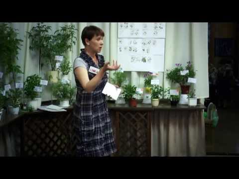 Видео: "Пеларгонии с душистой листвой. Что это?"  Часть 1