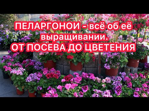 Видео: ВСЁ ПРО ПЕЛАРГОНИЮ - ОТ ПОСЕВА ДО ЦВЕТЕНИЯ. ОСНОВНЫЕ ПРАВИЛА УХОДА И НЕ ТОЛЬКО.