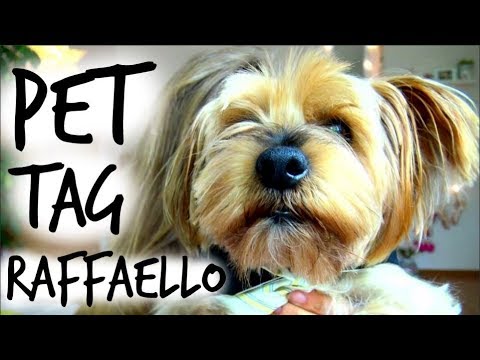 Видео: PET TAG: Моето Кученце Рафи/Ася Енева/PET TAG: My Dog Raffi/Asya Eneva