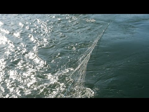 Видео: Результат моей ловушки в море после тайфуна...