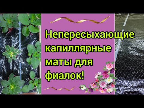 Видео: Непересыхающие капиллярные маты для фиалок! Очень удобный способ полива мини и полумини сортов!