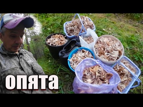 Видео: Осеннее безумие.Грибы опята в Сибири 2025г.