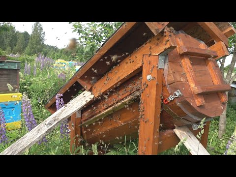 Видео: Выход роя из колоды и его возвращение