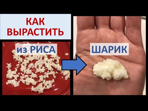 Видео: Эксперимент. КАК ВЫРАСТИТЬ молочный грибок. 14 ч.