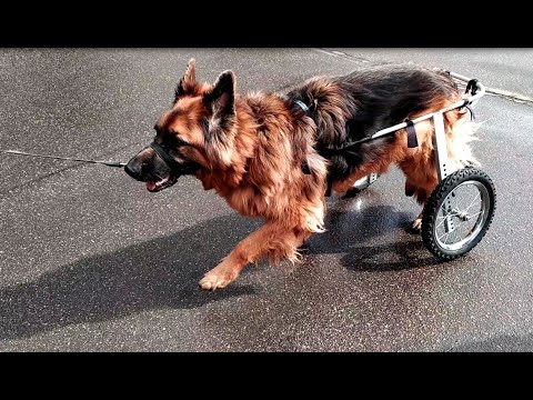 Видео: Коляска Animal Mobile для возрастной собаки