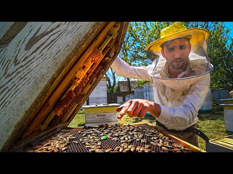 Видео: 🐝 500 УЛЬЕВ на ОДНОГО! Как делают Мёд? Бизнес на Пасеке! Мёд в Сотах. Пасека 2023
