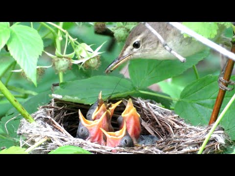 Видео: Маленькие слепые птенцы, Зеленая пересмешка, Icterine Warbler