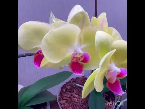 Видео: ЦВЕТОНОСЫ КОЛОСЯТСЯ или почему мои орхидеи НЕ «уходят на покой»?!   8 июня 2024 г.