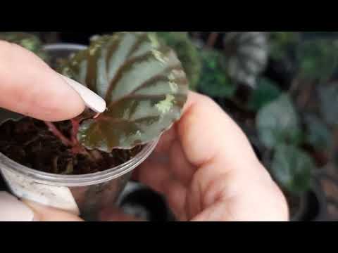 Видео: Полив деток в осенне-зимний период