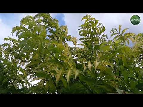 Видео: Бузина. Огляд сортів Блек Лейс, Плюмоза Аурея і Варієґата