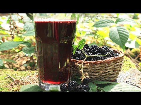 Видео: ДОМАШНЕЕ ВИНО из ДИКОЙ ЕЖЕВИКИ! В МАГАЗИНАХ ТАКОЕ НЕ КУПИШЬ! Лучший рецепт к НОВОМУ ГОДУ!