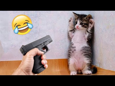 Видео: Самые смешные животные 2025 - Приколы с котами и собаками - Смешные Животные Видео #32