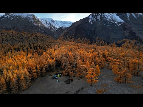 Видео: Осенний Алтай | Холодные ночи в палатке на 2300м | ВОЛЧЬЯ СТАЯ рядом | Часть 2