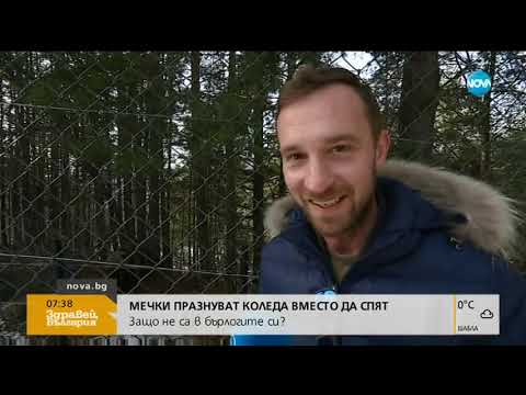 Видео: Мечки празнуват Коледа вместо да спят - Здравей, България (26.12.2018)