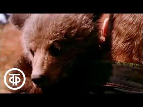 Видео: О буром медведе (1978)