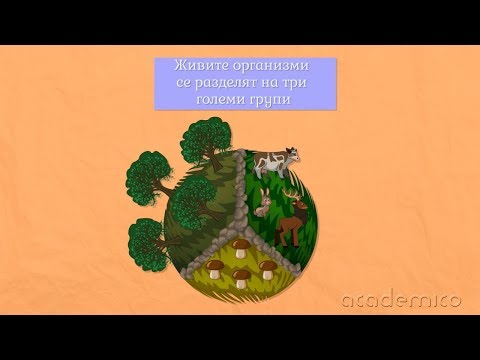 Видео: Разнообразие и групиране на организмите - Човекът и природата 3 клас | academico