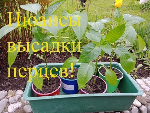 Видео: Посадка перцев в теплицу