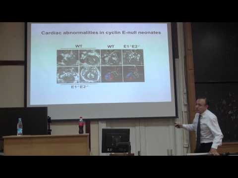 Видео: Лекция 2 | Регуляция клеточного цикла | Peter Sicinski | СПбГУ | Лекториум