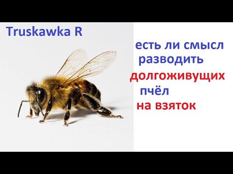 Видео: #Пчёлы. Что будет, если долгоживущих пчёл отправить за мёдом? Принесут больше или нет?