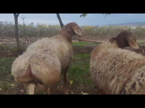 Видео: Асалому алейкум бо акции шуди бехтарин гуспандо омад занг занен ватсап хардор кунед +992 92 888 9893