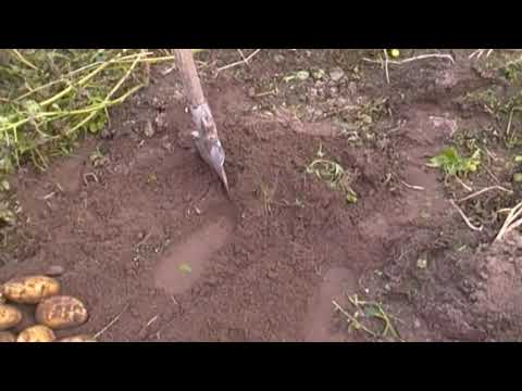 Видео: И снова Белый лебедь