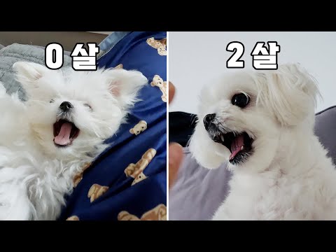 Видео: Мальтийцы, у которых с детства был необычный характер