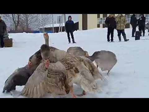 Видео: гусиные бои в Павлове.09.03.2024