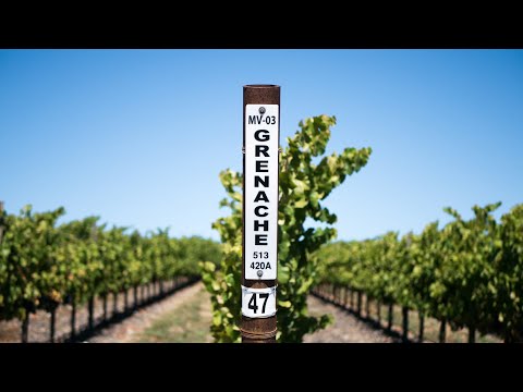 Видео: Гренаш он же Гарнача Grenache/Garnacha/Grenache Noir