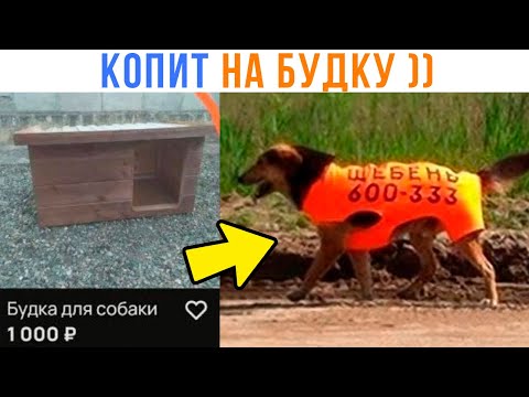 Видео: ПЁС КОПИТ НА ХАТУ ))) Приколы | Мемозг 1676