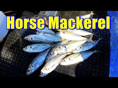 Видео: Ставрида и макрель «Кудрявая» плюс сайда или 2