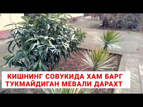 Видео: МЕВАЛИ ДАРАХТ КУЧАТЛАРИ ЭКИШ, МАНЗАРАЛИ ДАРАХТЛАР МУШМУЛА ДАРАХТИ, МЕВО DARAXTI, ПАВЛОВНИЯ ДАРАХТИ