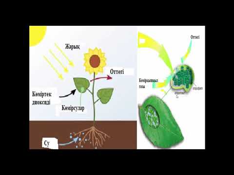 Видео: Фотосинтезге қажетті жағдайлар
