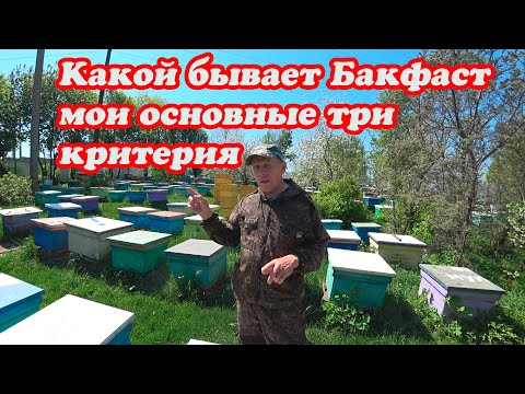 Видео: ОСНОВНЫЕ ТРИ КРИТЕРИИ МОЕГО БАКФАСТА.